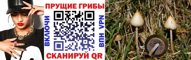 купить наркотики сайты  Урус-Мартан  гидра сайт  Псилоцибиновые грибы прущие грибы 